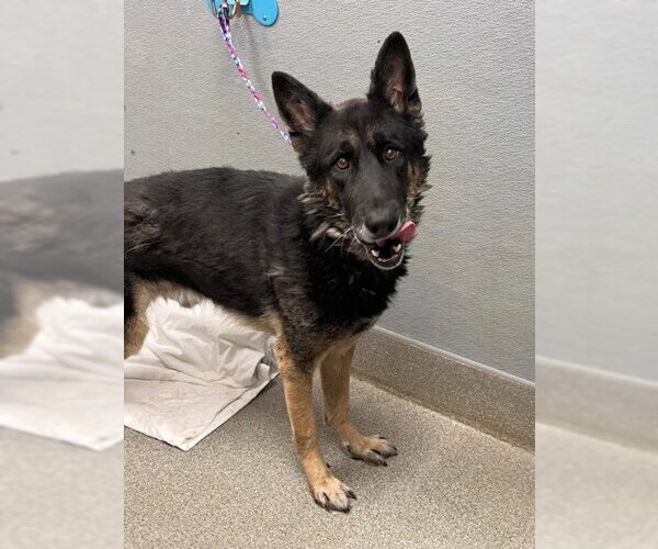 Medium Photo #1 German Shepherd Dog-Unknown Mix Puppy For Sale in Las Vegas, NV, USA