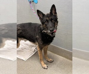 German Shepherd Dog-Unknown Mix Dogs for adoption in Las Vegas, NV, USA