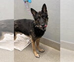 Small German Shepherd Dog Mix