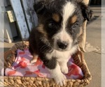 Small Photo #1 Australian Shepherd Puppy For Sale in GREENWOOD, IN, USA