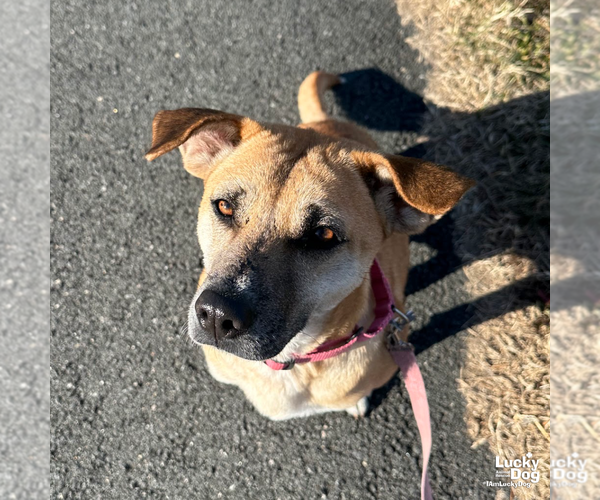 Medium Photo #4 Labrador Retriever-Unknown Mix Puppy For Sale in Washington, DC, USA