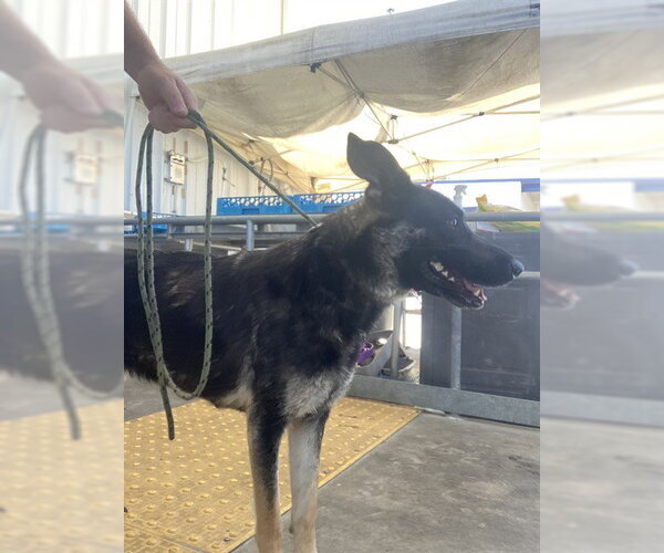 Medium Photo #1 German Shepherd Dog Puppy For Sale in Bakersfield, CA, USA