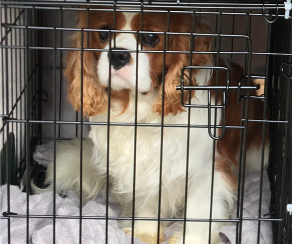 Medium Photo #1 Cavalier King Charles Spaniel Puppy For Sale in SPRING BRANCH, TX, USA