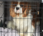 Small Photo #1 Cavalier King Charles Spaniel Puppy For Sale in SPRING BRANCH, TX, USA