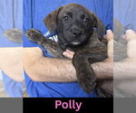 Small Labrador Retriever Mix