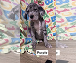 Puppy Purple Great Dane