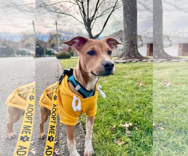 Medium Photo #5 Mutt Puppy For Sale in pomfret, CT, USA