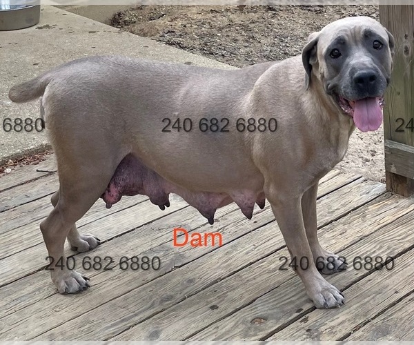 Medium Photo #1 Cane Corso Puppy For Sale in LA PLATA, MD, USA