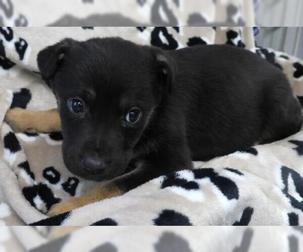 Medium Photo #1 Mutt Puppy For Sale in Thief River Falls, MN, USA