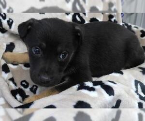 Mutt Dogs for adoption in Thief River Falls, MN, USA