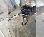 Small #2 Boxer