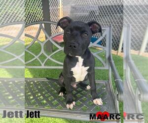 Labrador Retriever-Unknown Mix Dogs for adoption in Maryville, TN, USA