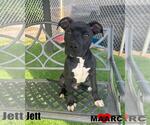 Small Labrador Retriever Mix