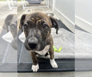 Lennox - Male Boxer-Unknown Mix Dog for Adoption - Photo #13