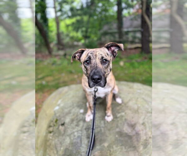 Medium Photo #3 Mountain Cur-Unknown Mix Puppy For Sale in Westwood, NJ, USA
