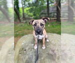 Small #2 Mountain Cur Mix