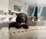 Small Photo #11 Goldendoodle Puppy For Sale in ORLANDO, FL, USA