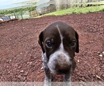 Puppy Puppy 3 German Shorthaired Pointer