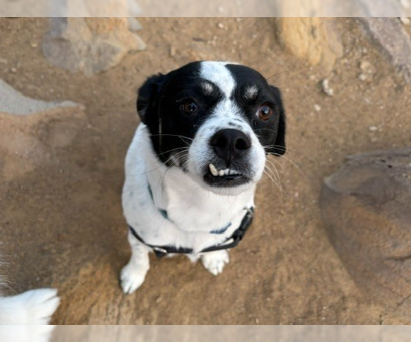 Medium Photo #5 Rat Terrier-Unknown Mix Puppy For Sale in Lakewood, CO, USA