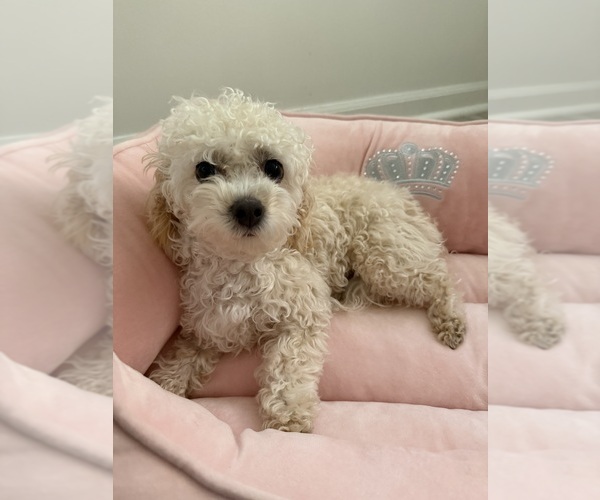 Medium Photo #1 Havapoo Puppy For Sale in PRINCETON, IL, USA
