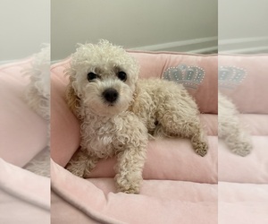 Havapoo Puppy for sale in PRINCETON, IL, USA