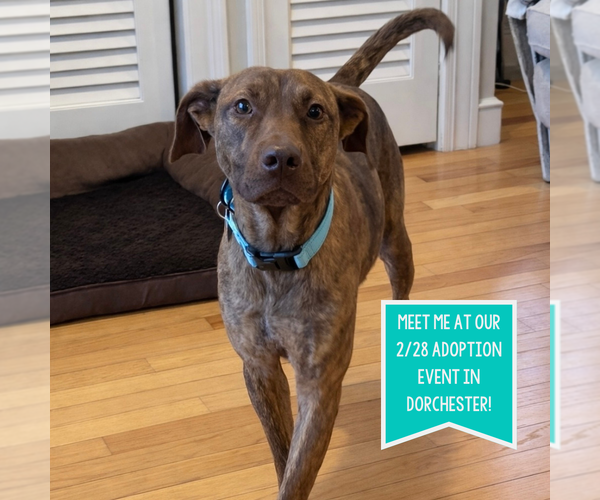 Medium Photo #9 Mutt Puppy For Sale in Boston, MA, USA