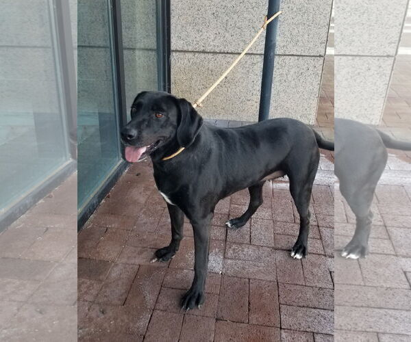 Medium Photo #2 Labrador Retriever Puppy For Sale in Thomasville, NC, USA