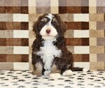 Small #3 Bernedoodle (Miniature)