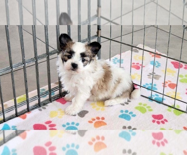 Medium Photo #12 Papitese Puppy For Sale in ORO VALLEY, AZ, USA