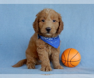 Goldendoodle (Miniature) Puppy for sale in MILLERSBURG, OH, USA