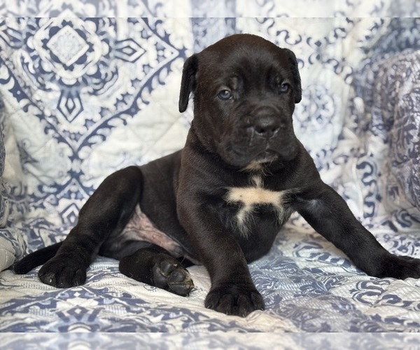 Medium Photo #2 Cane Corso Puppy For Sale in NEWTON, NJ, USA
