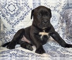 Small #1 Cane Corso