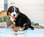 Small Photo #30 Bernese Mountain Dog Puppy For Sale in BIRD IN HAND, PA, USA