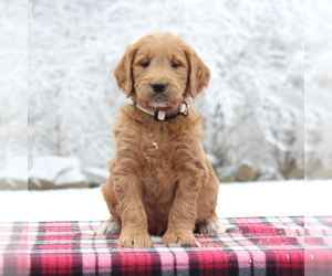 Medium Goldendoodle