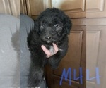 Puppy 9 Aussiedoodle