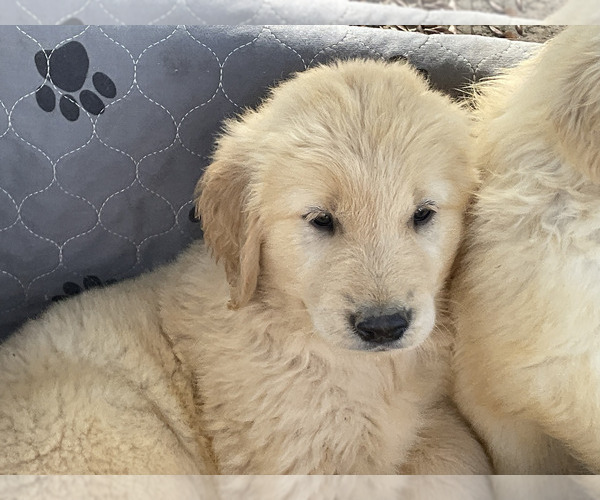 Medium Photo #13 Golden Retriever Puppy For Sale in CAMILLA, GA, USA