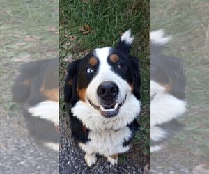 Mother of the Alaskan Malamute-Bernese Mountain Dog Mix puppies born on 10/12/2025