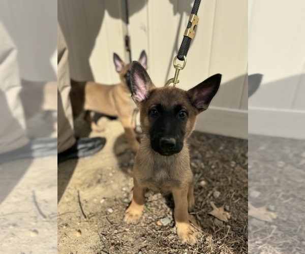 Medium Photo #27 German Malinois Puppy For Sale in GARLAND, NC, USA