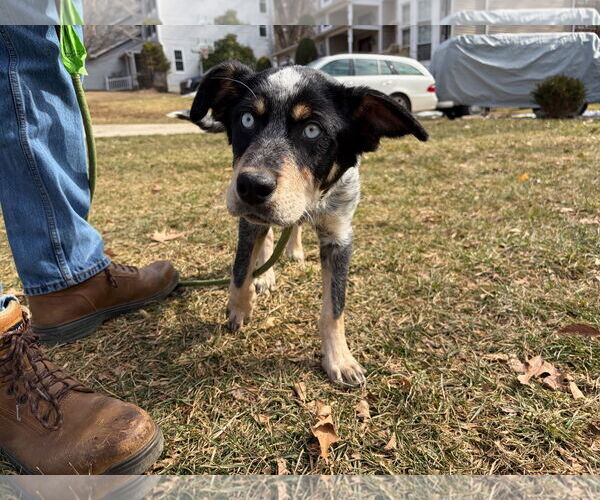 Medium Photo #4 Mutt Puppy For Sale in Garden City, NY, USA