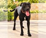 Max- In Foster - Male Labrador Retriever-Unknown Mix Dog for Adoption - Small photo