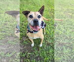 Small #4 American Pit Bull Terrier Mix