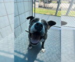 Small #1 American Pit Bull Terrier Mix