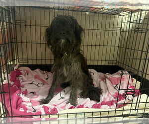 Mutt Dogs for adoption in Redwood City, CA, USA