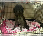 Small Mutt