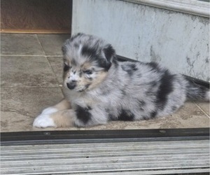 Australian Shepherd-Pomsky Mix Puppy for Sale in COLORA, Maryland USA