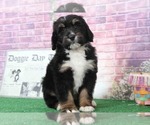 Small Photo #1 Bernedoodle Puppy For Sale in BEL AIR, MD, USA