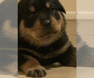 Rottweiler Puppy for sale in PHOENIX, AZ, USA