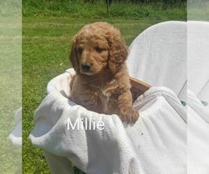 Goldendoodle (Miniature) Puppy for sale in CLARKRANGE, TN, USA