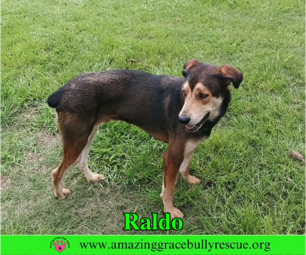 Medium Photo #2 Australian Shepherd-Unknown Mix Puppy For Sale in Milton, FL, USA