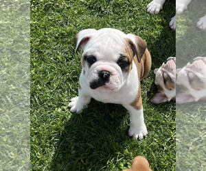 English Bulldogge Puppy for Sale in MUNCIE, Indiana USA
